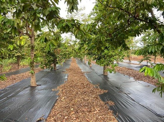 Weed cloth is a way to keep your orchard 'dialed-in'. As a regenerative farm and 'farmscaping' business, we don't use herbicides. Designing for weed management is key!