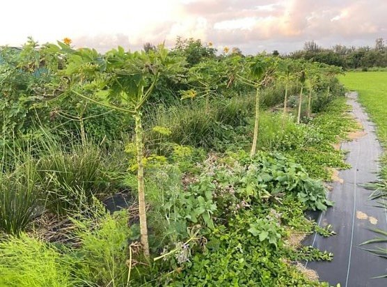 Nanea can be a great ground cover for an in-field windbreak. Not the best choice for orchard (due to the vining tendency). But a great native ground cover that grows rapidly to cover the weed cloth (which can eventually be pulled-back and removed). I