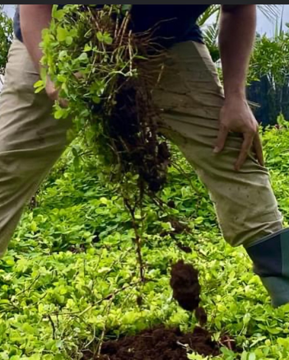 Ground covers and mulch are important practices in regenerative farming, which aims to 'keep the ground covered'. Perennial ground covers, such as perennial peanut or nanea, serve as 'living mulch' and provide nitrogen fixing benefits (along as you a