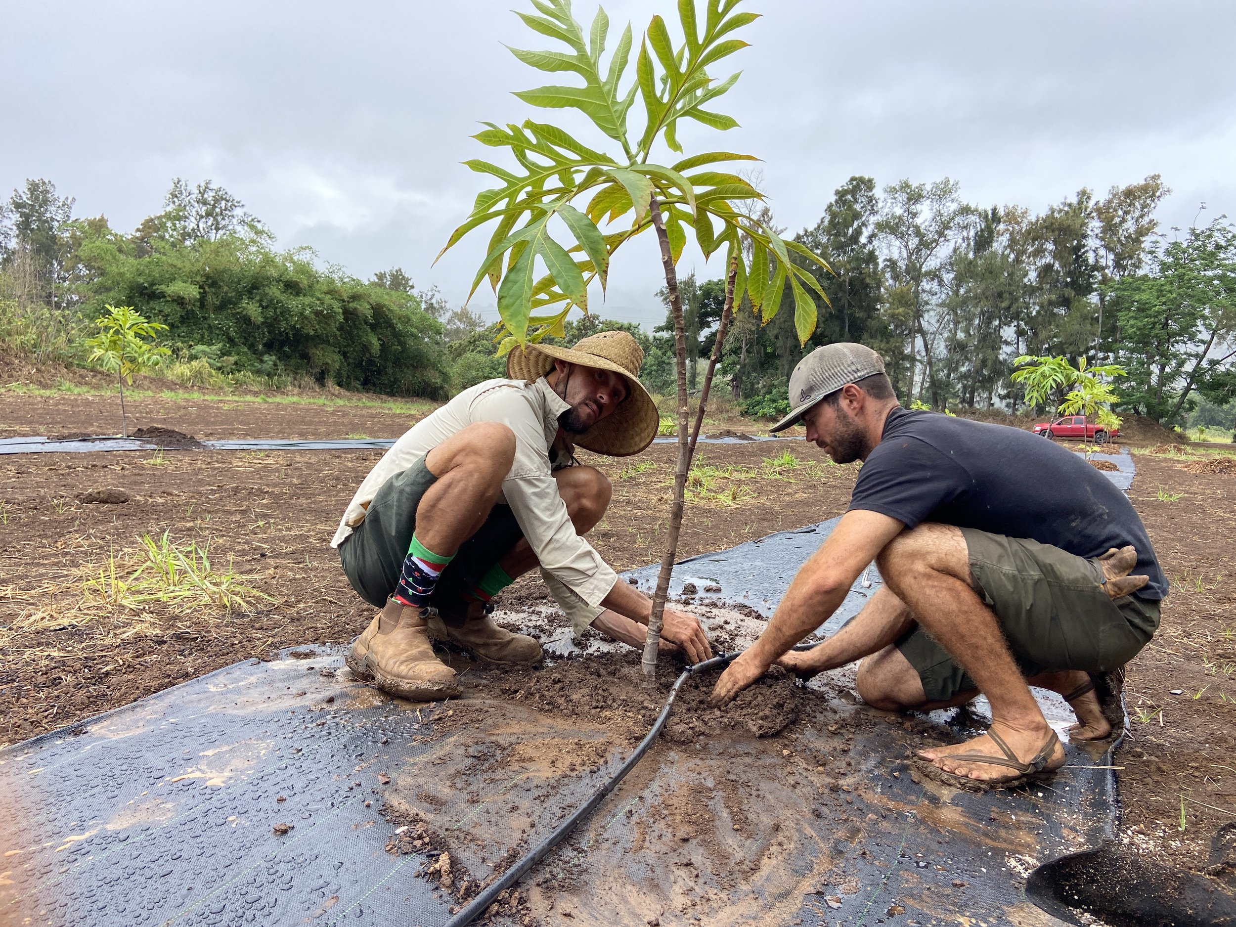 Orchard Installation Action Plan & 3 Month of Consultation