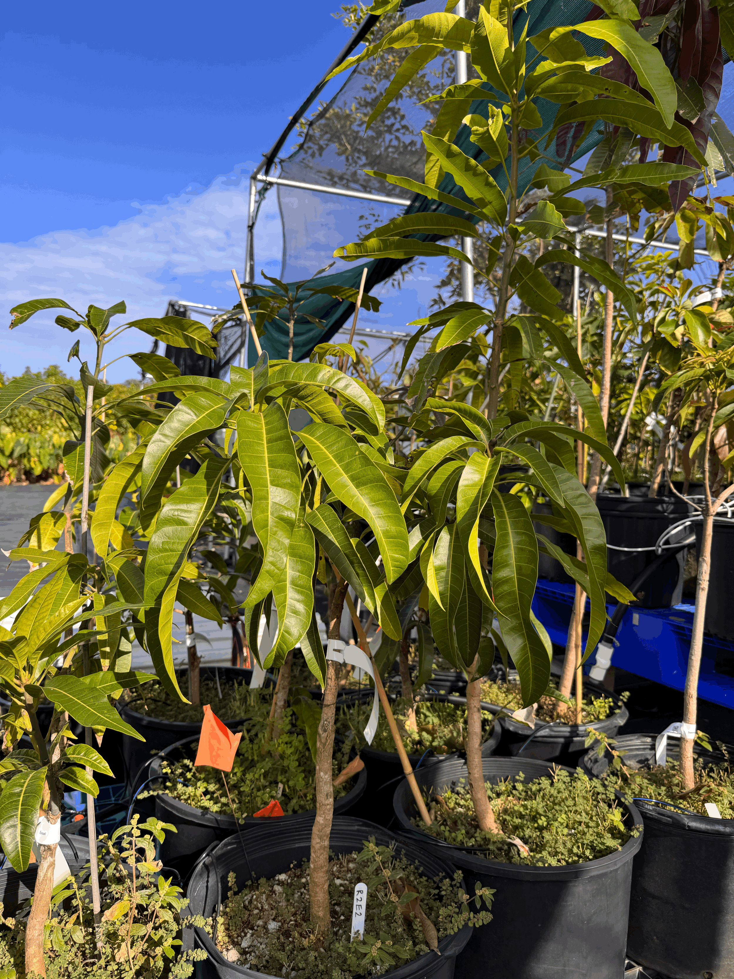 Grafted Mango (5 gallon tall) - $110 (10% discount buying over 5, or 20% for discount for buying over 10)
