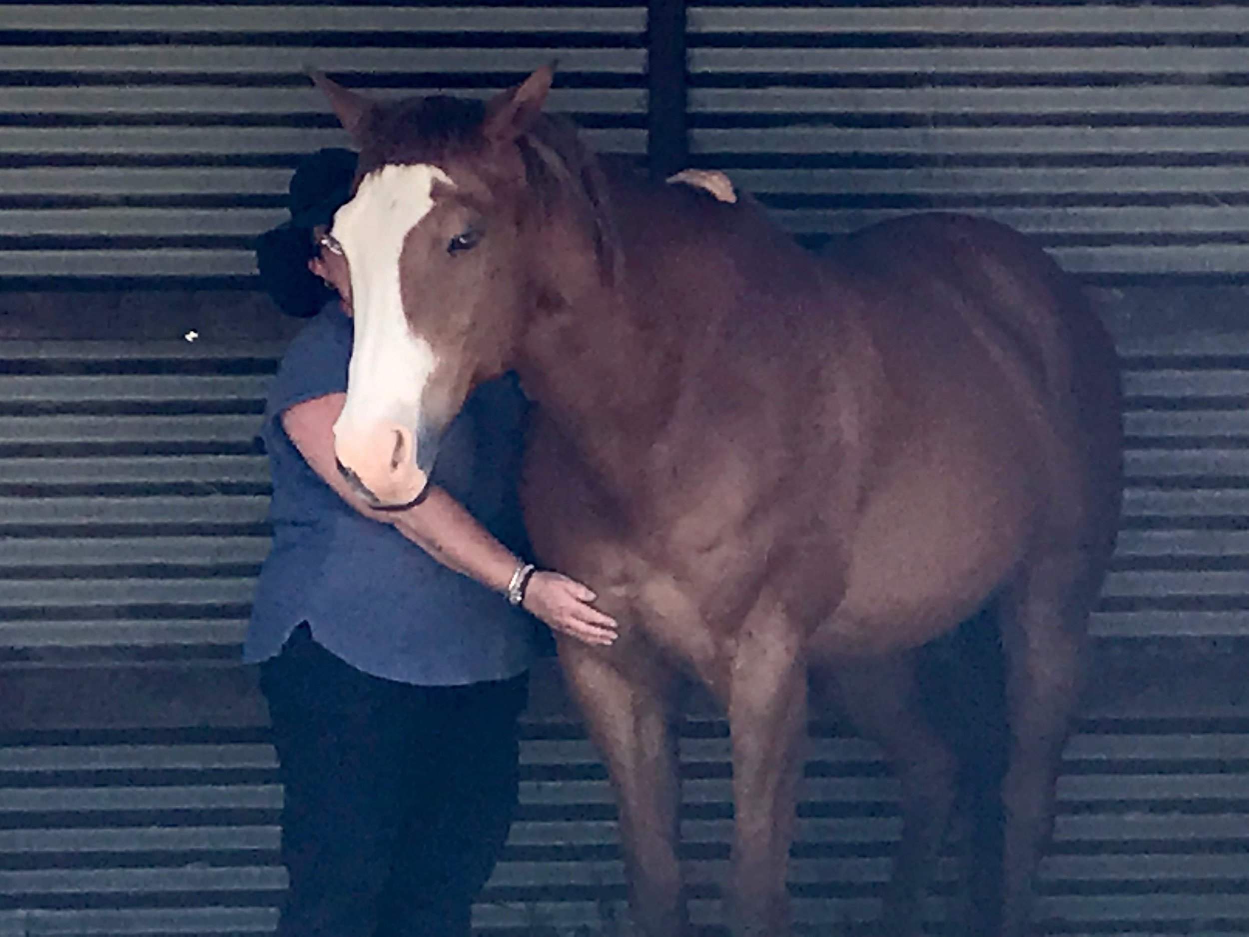 Photo of a brown horse receiving hands on healing in a stable.