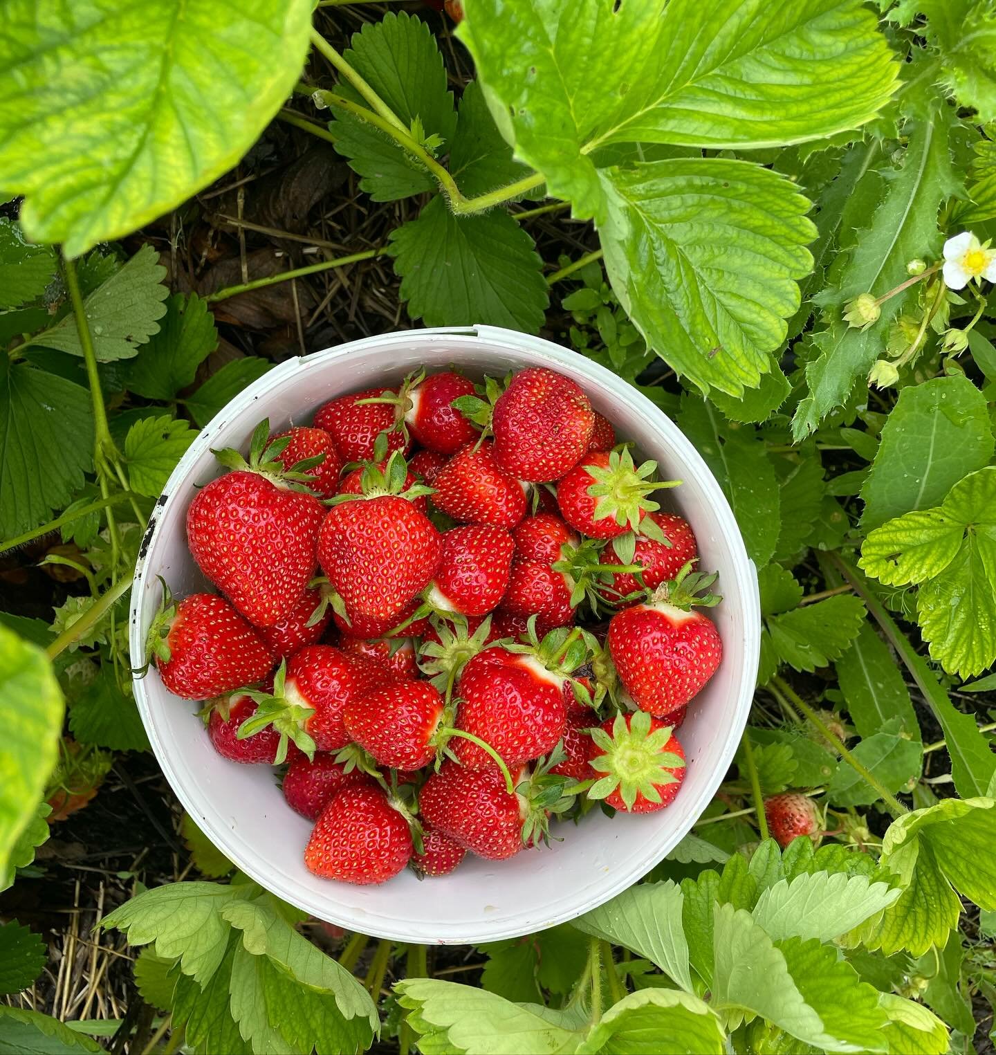 We have all been waiting for it...Strawberry season is here! The cool temperatures and rain have delayed the season a bit but they are starting to ripen up. I already brought the first picking to last week&rsquo;s market and this week there will be l