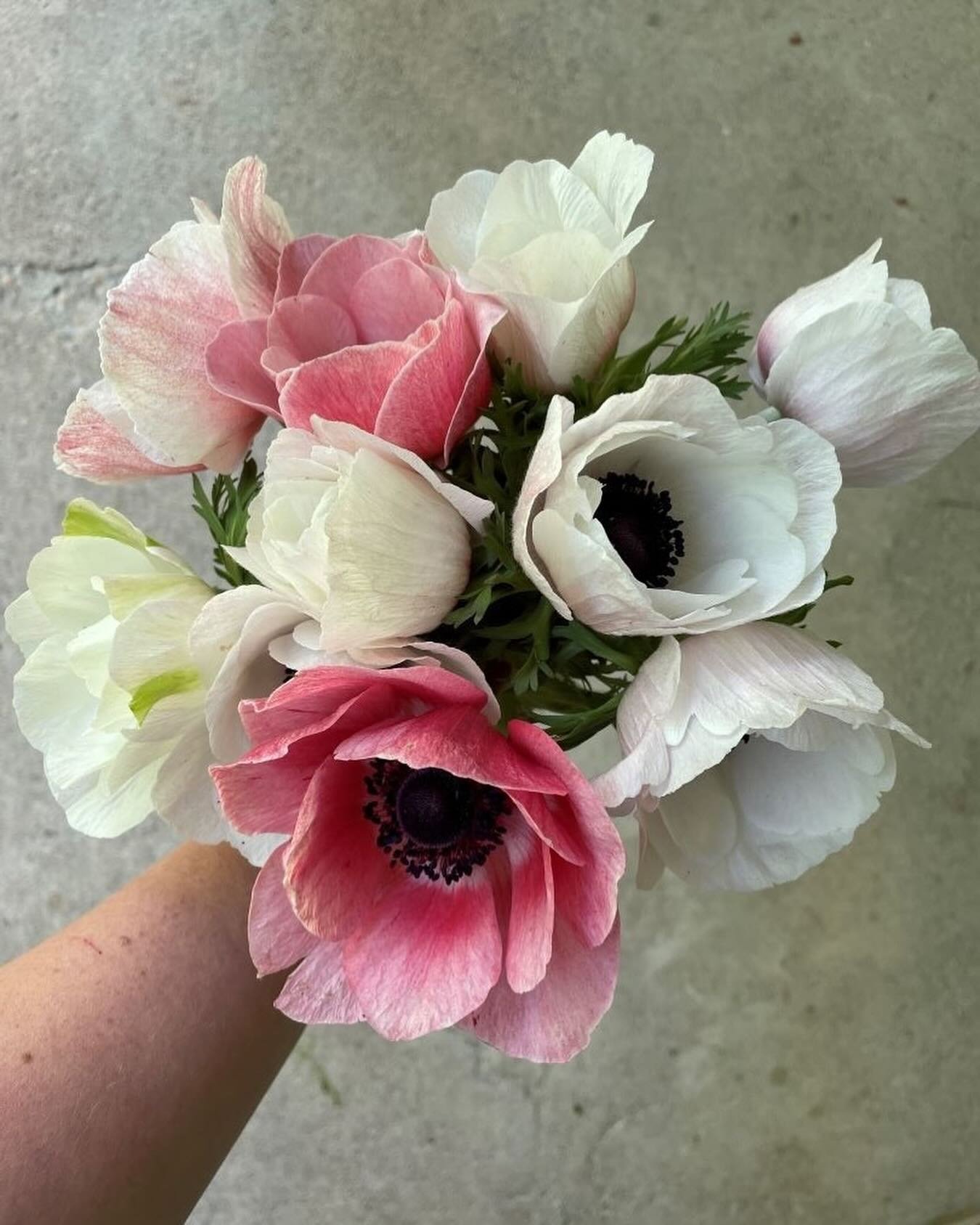Anemone, standing next to a ranunculus flower it can be a bit understated at the market. But WOW!, take the time to see just  how gorgeous they are and they can hold their own in the beauty department.  Tell me, which colours I should grow again?
*
*