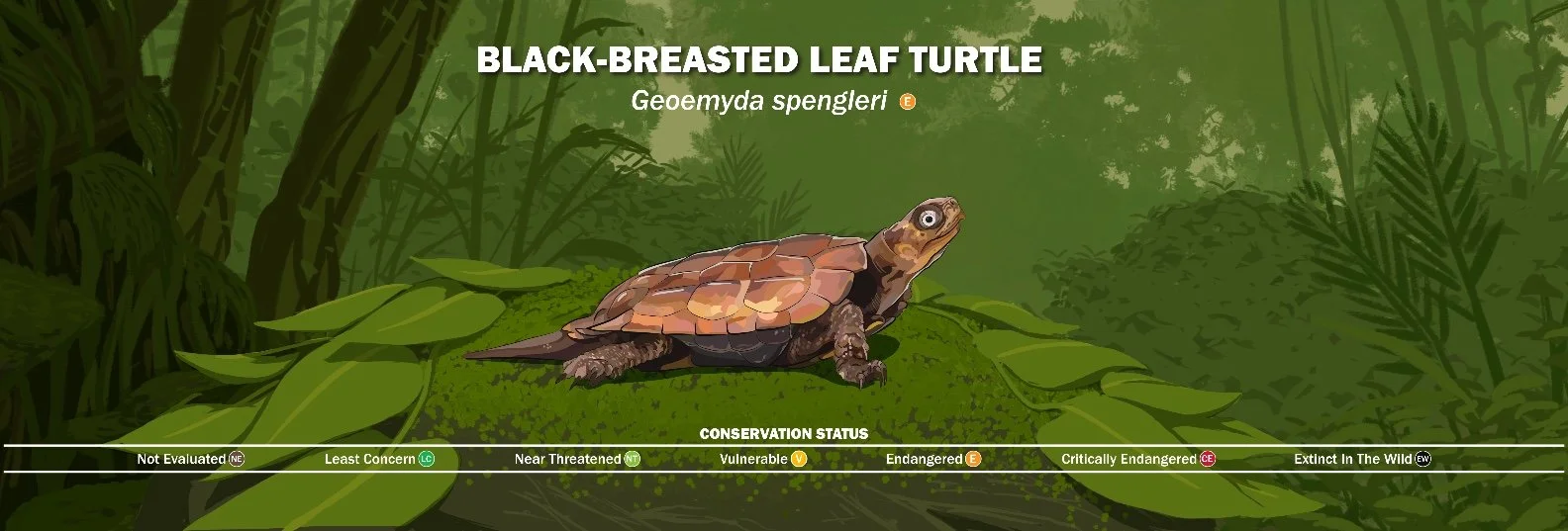 EA_Forest_Floor_Small.jpg