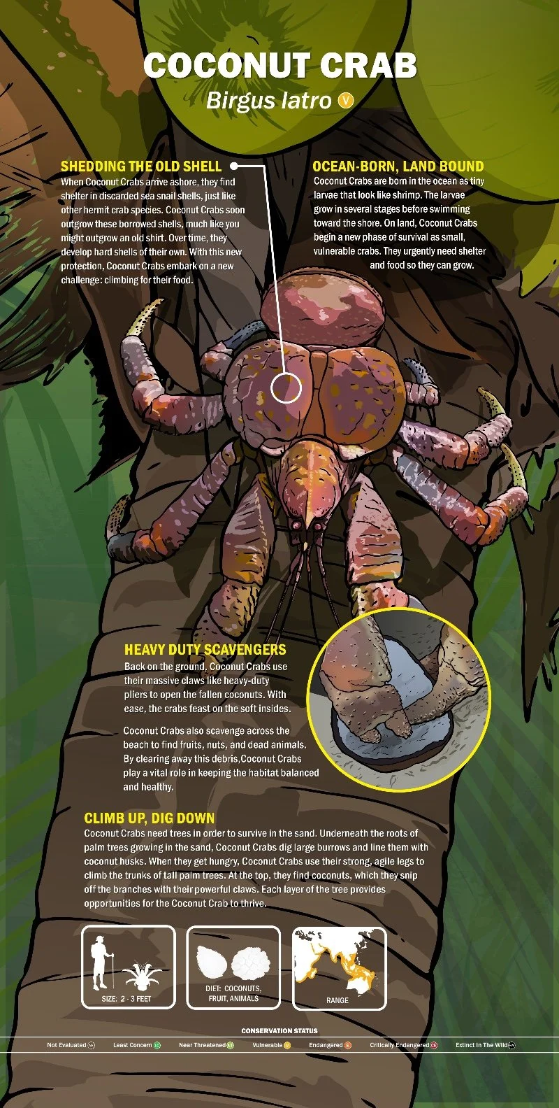 SL17_Coconut_Crab_(SPE)_(INT)_V2-01.jpg