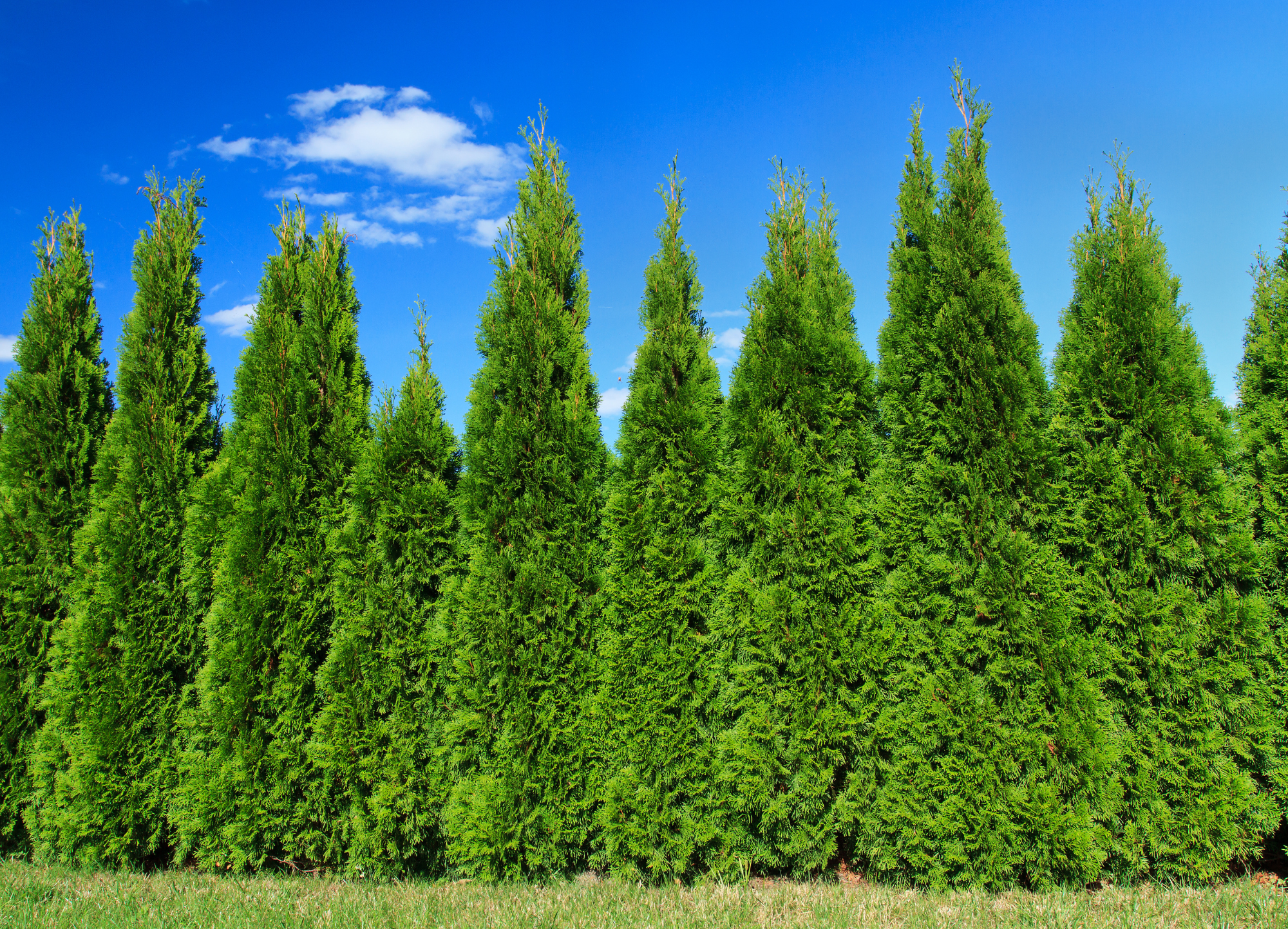 Emerald Green Arborvitae Hedge in Troutdale, Oregon.