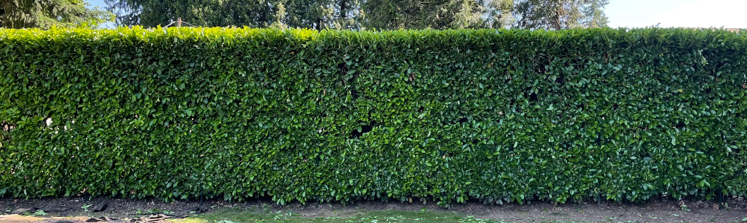 A hedge trimming scene with a hedge trimmer on the ground surrounded by cut branches and leaves, next to a concrete patio and a chain-link fence, with a residential building in the background under a clear blue sky.