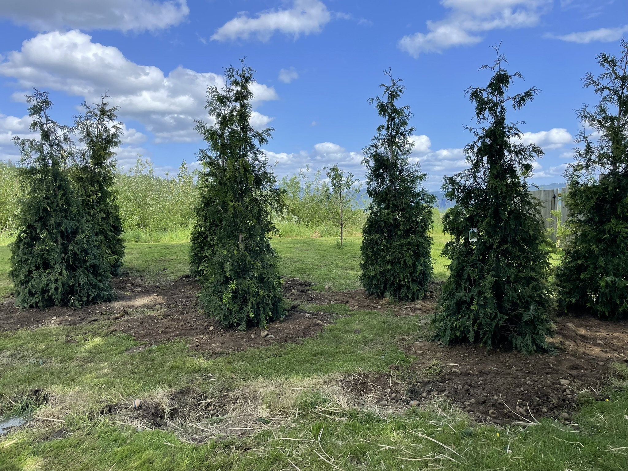Western Red Cedar Hedge planted in the Gorge.