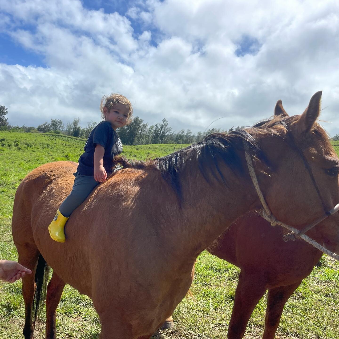 Nothing makes me happier than being able to share this with him❤️Sunday&rsquo;s in the saddle. 

#lifeonthebigisland #northkohala #littlecowboy #happiestoutside #kaomeakailikane #mymoopuna