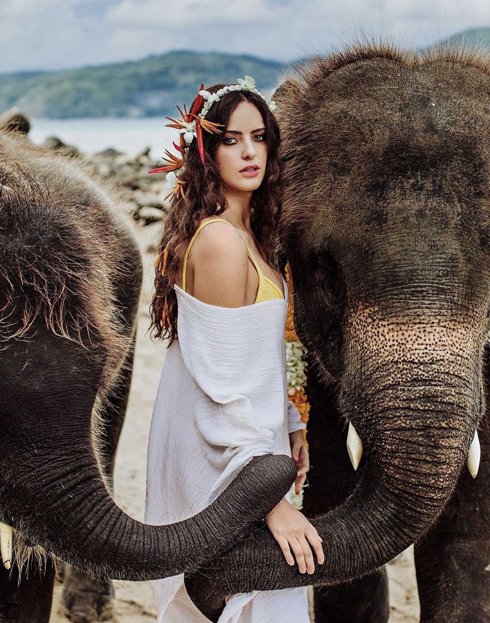 elephant.jpg