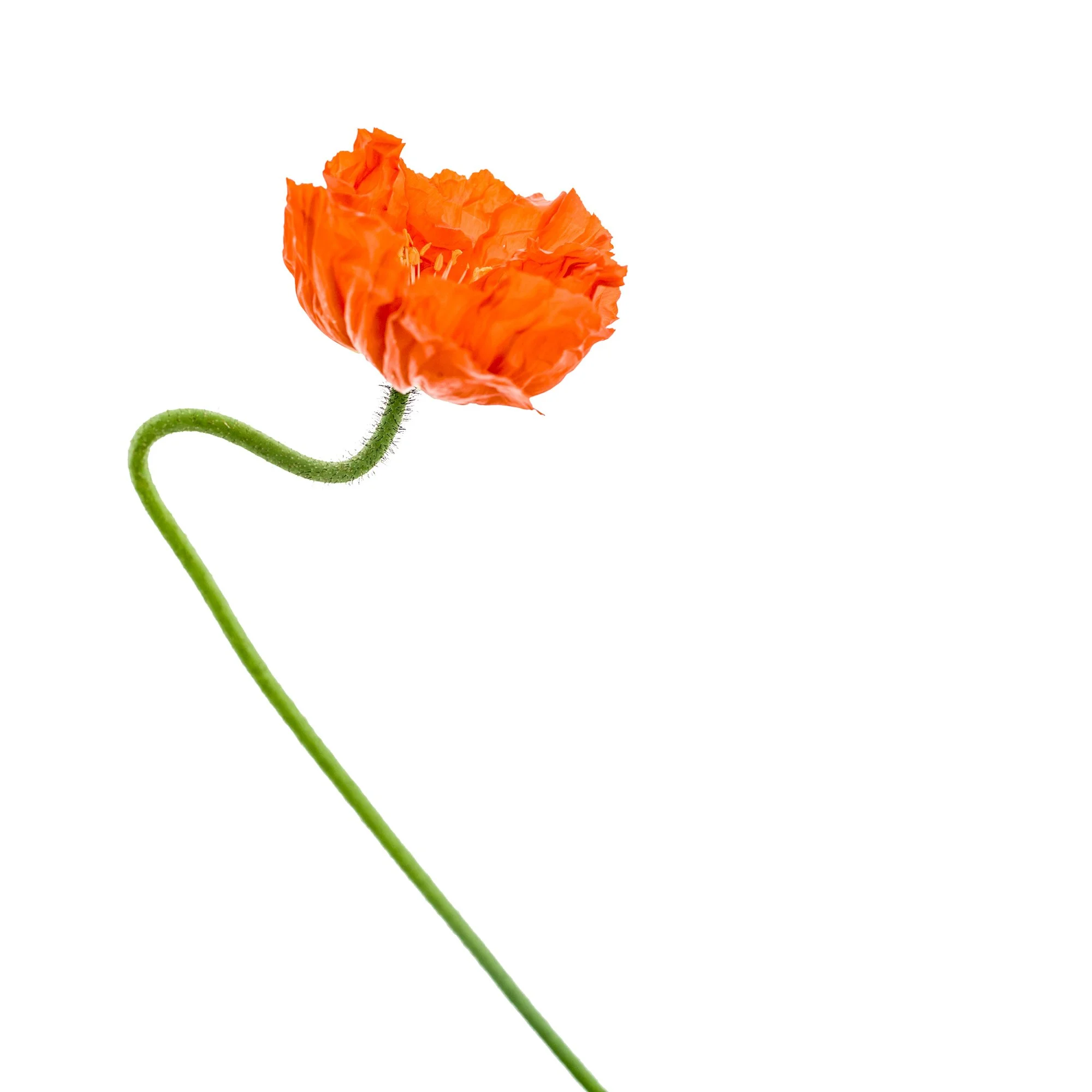 untitled-1.jpg