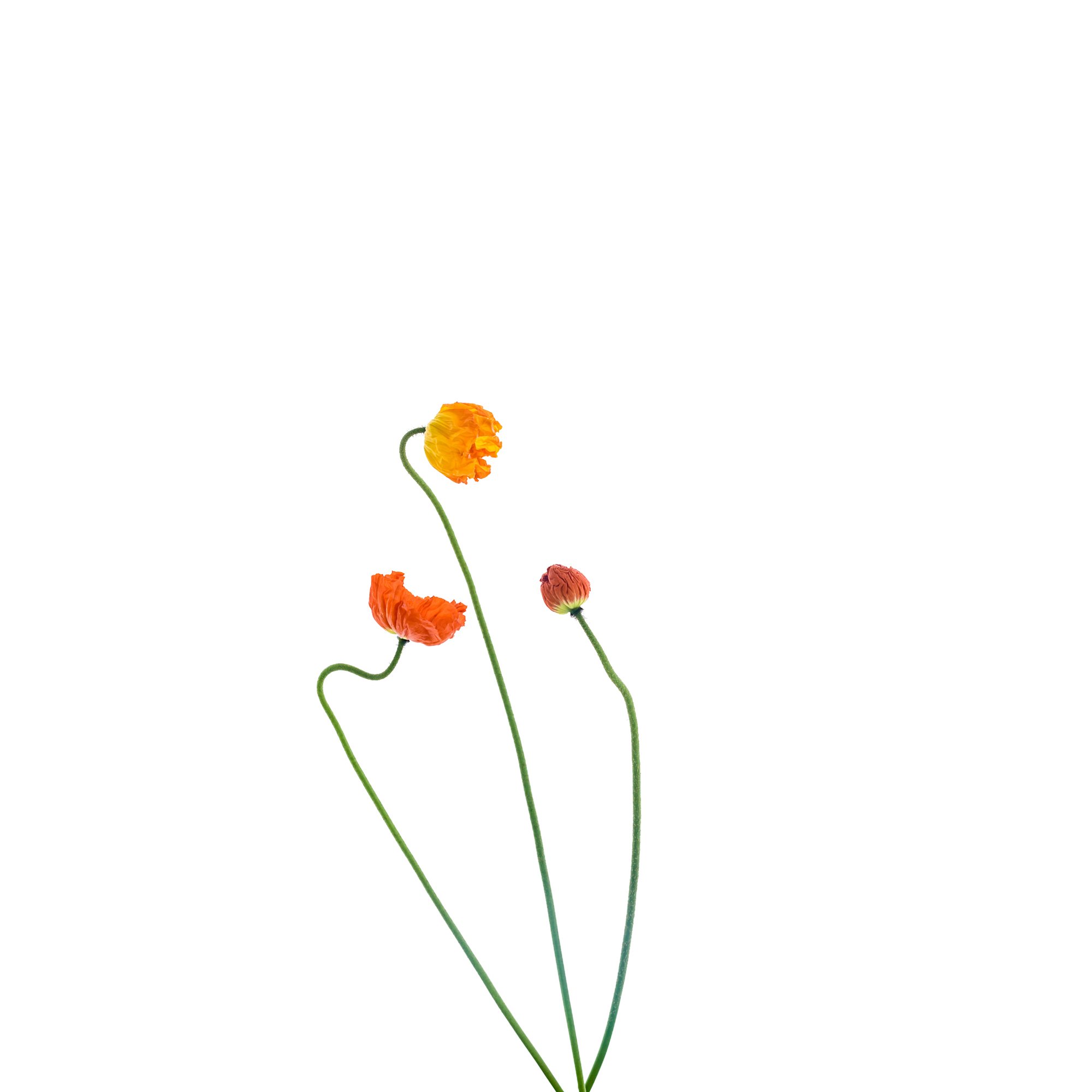 untitled-2.jpg