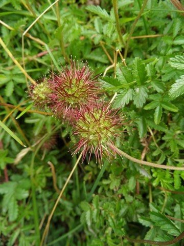 Acaena novae-zelandiae