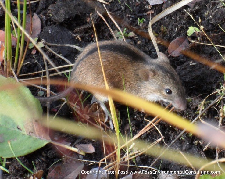 Black-striped Field Mouse