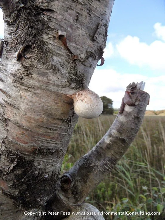 Piptoporus betulinus, Birch Bracket