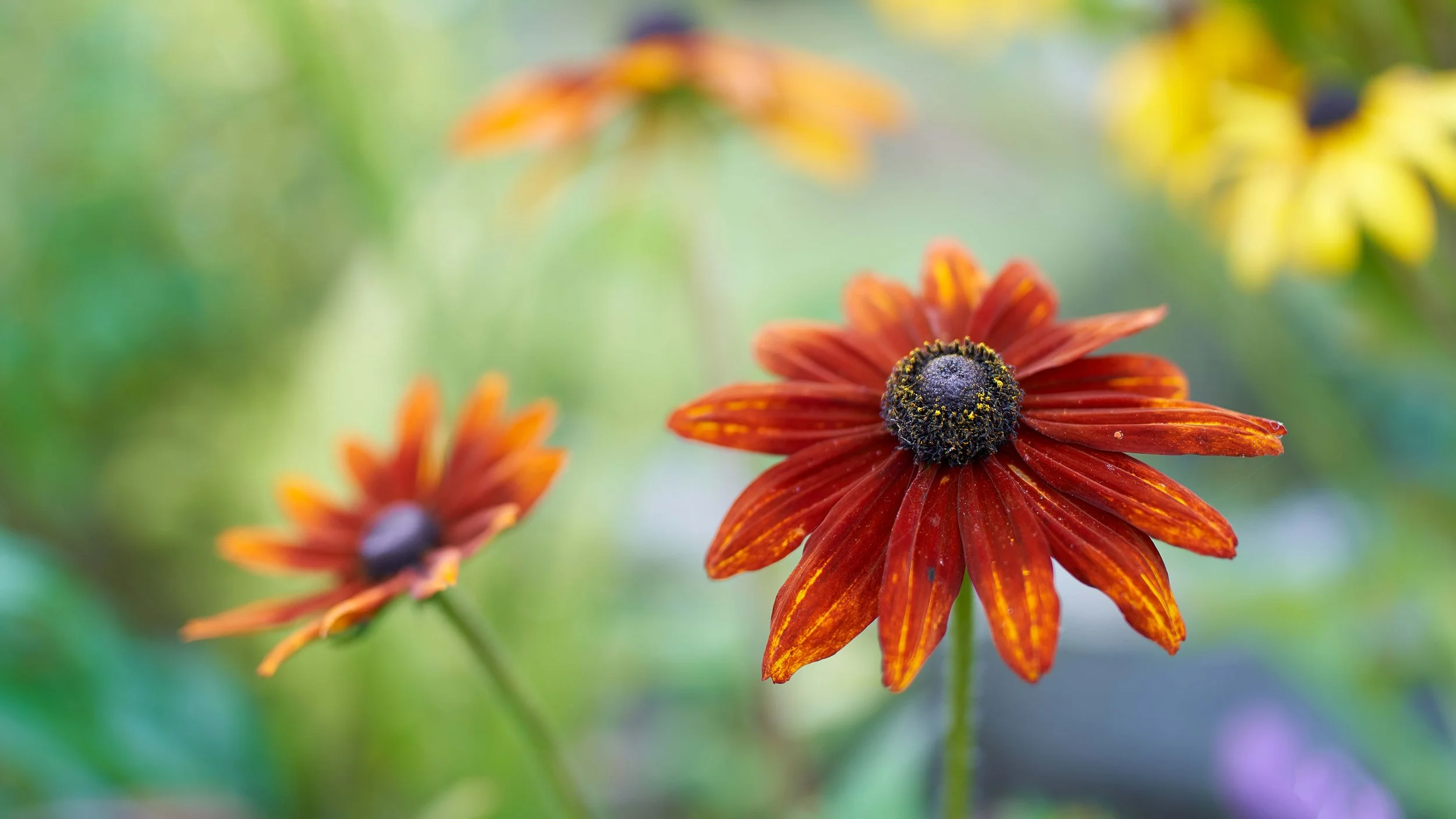 Rudbeckia hirta var pulcherrima.jpg