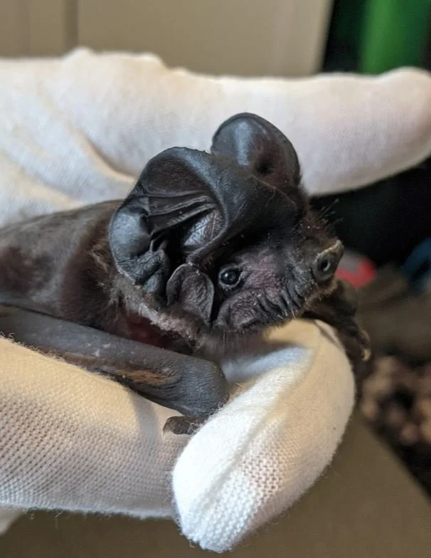 Bats — Microbats of Melbourne