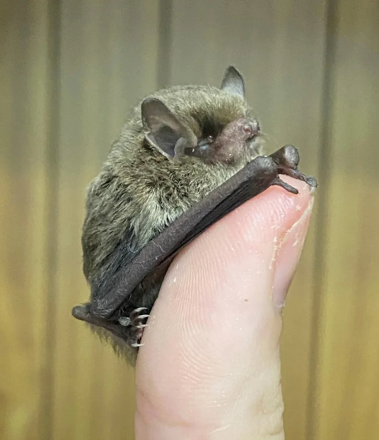 Microbats of Melbourne
