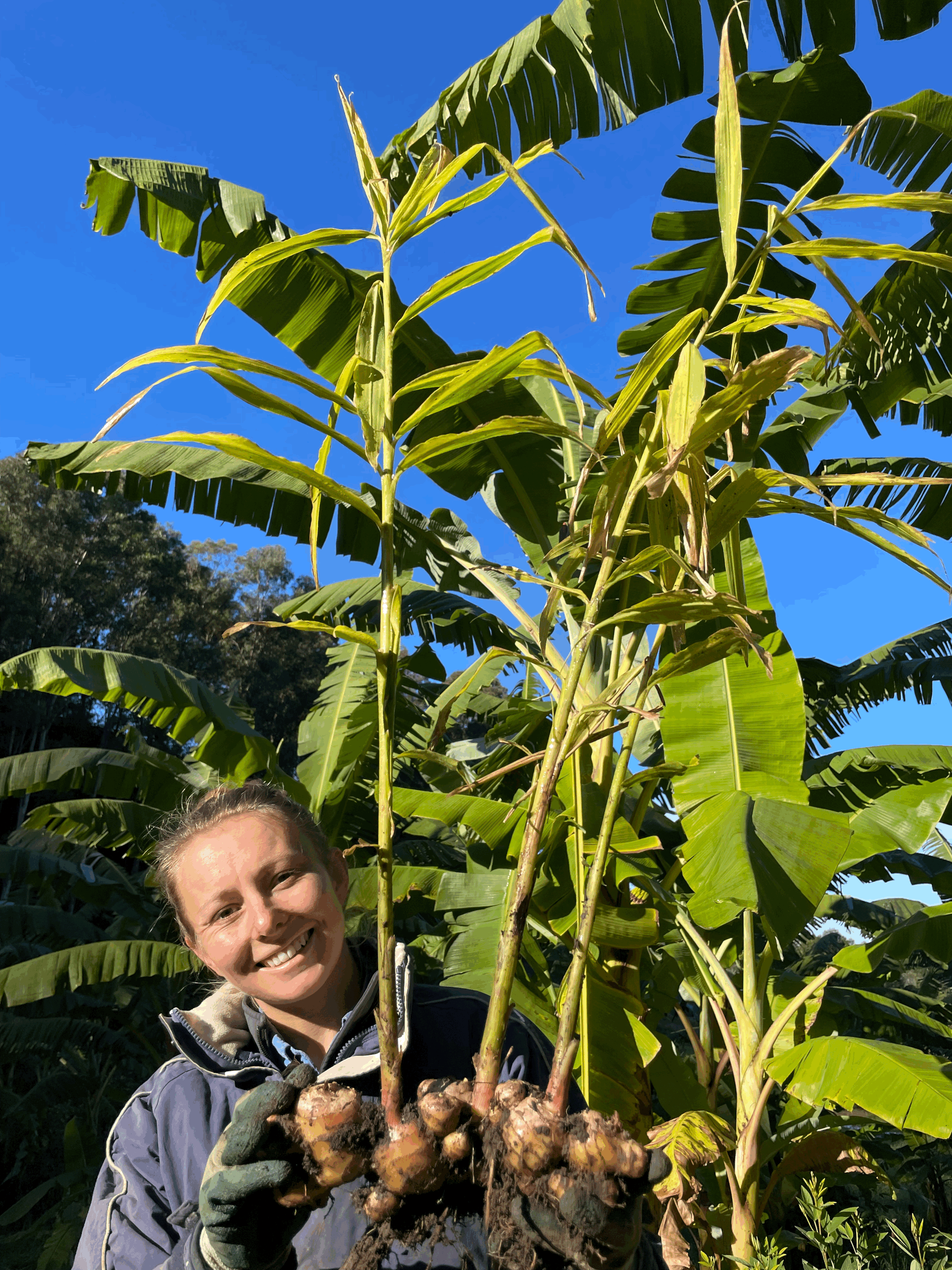 Food Forestry and Syntropic Farming