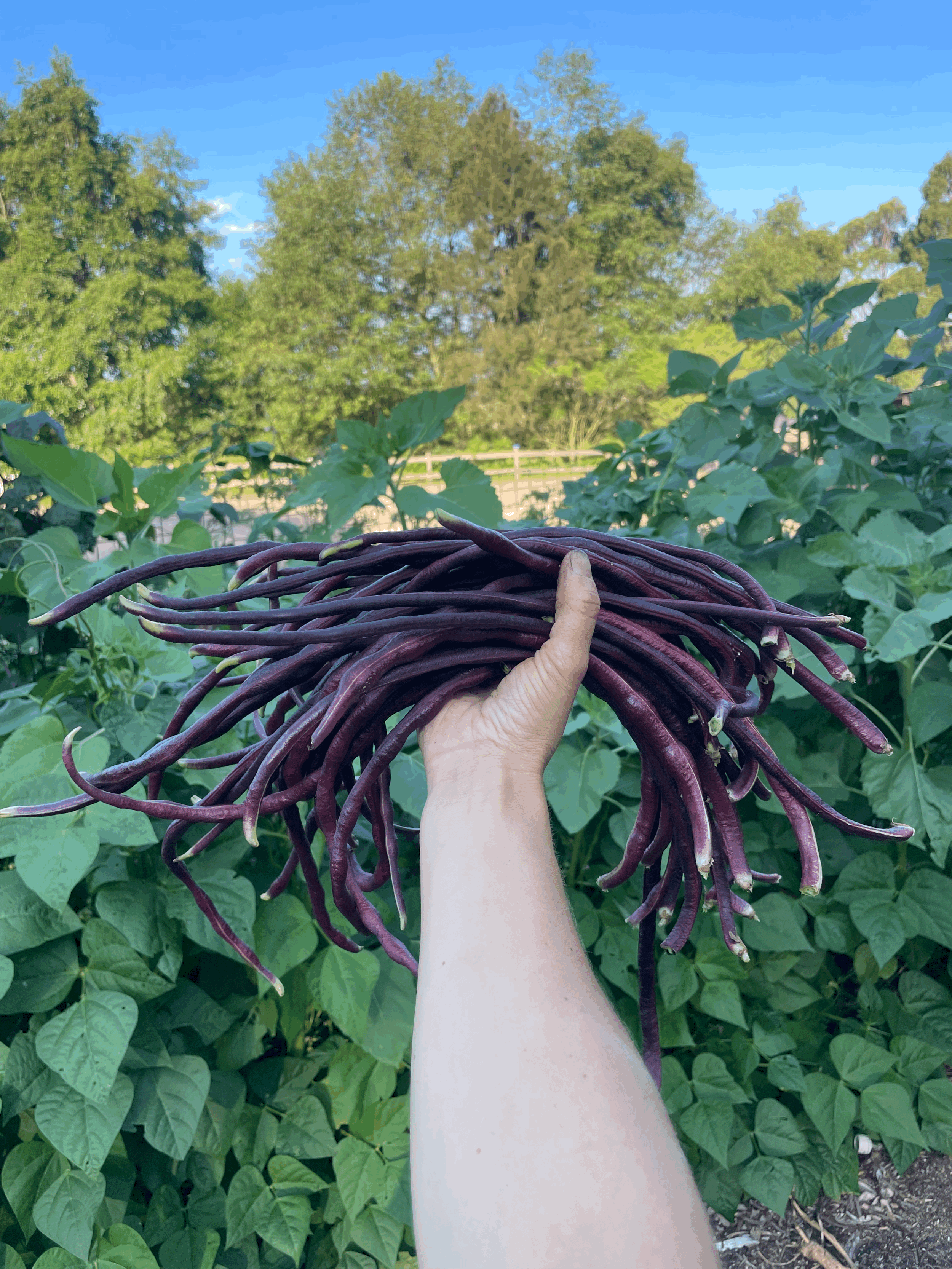 Organic Vegetables
