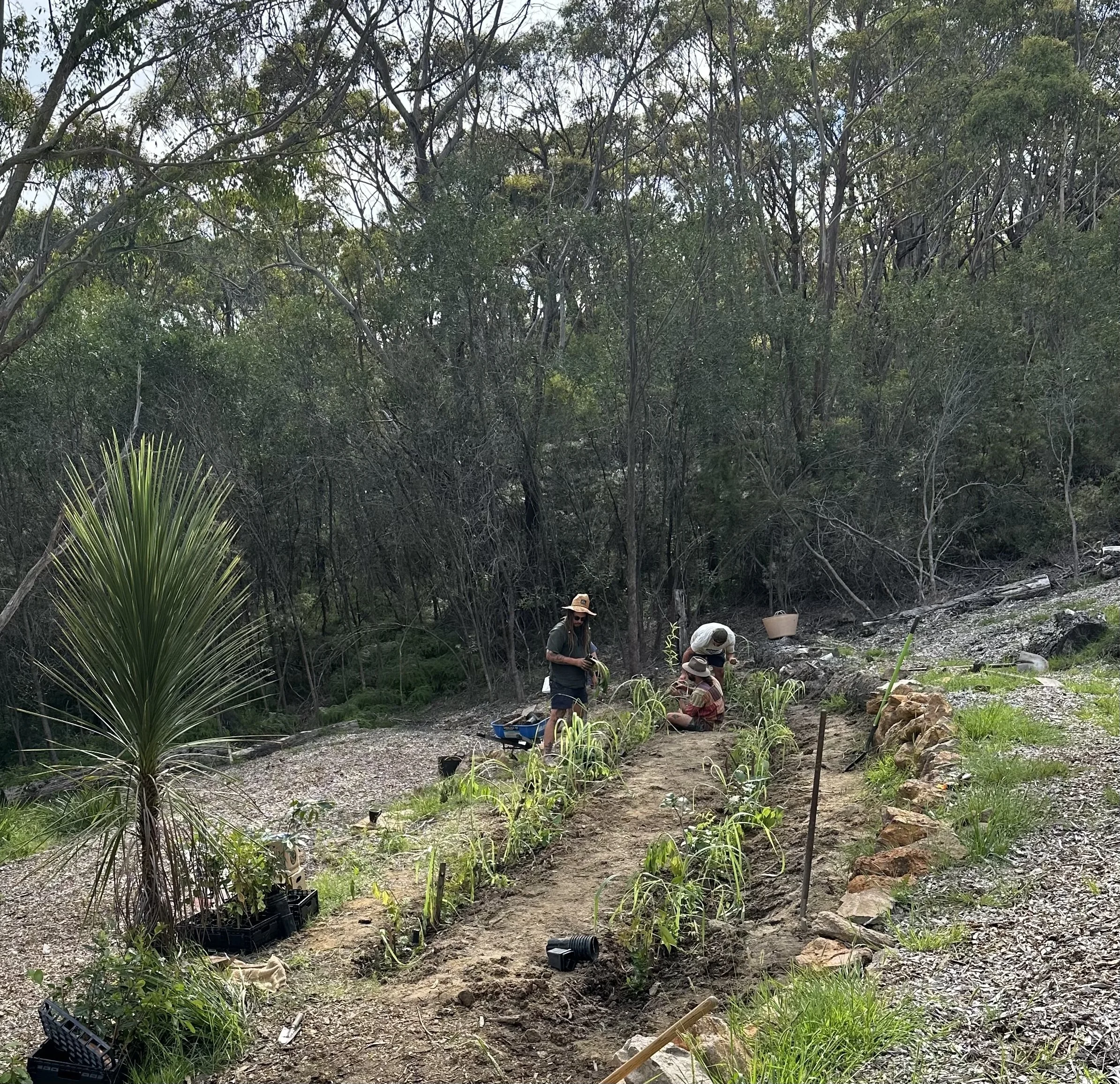 Food Forestry and Syntropic Farming