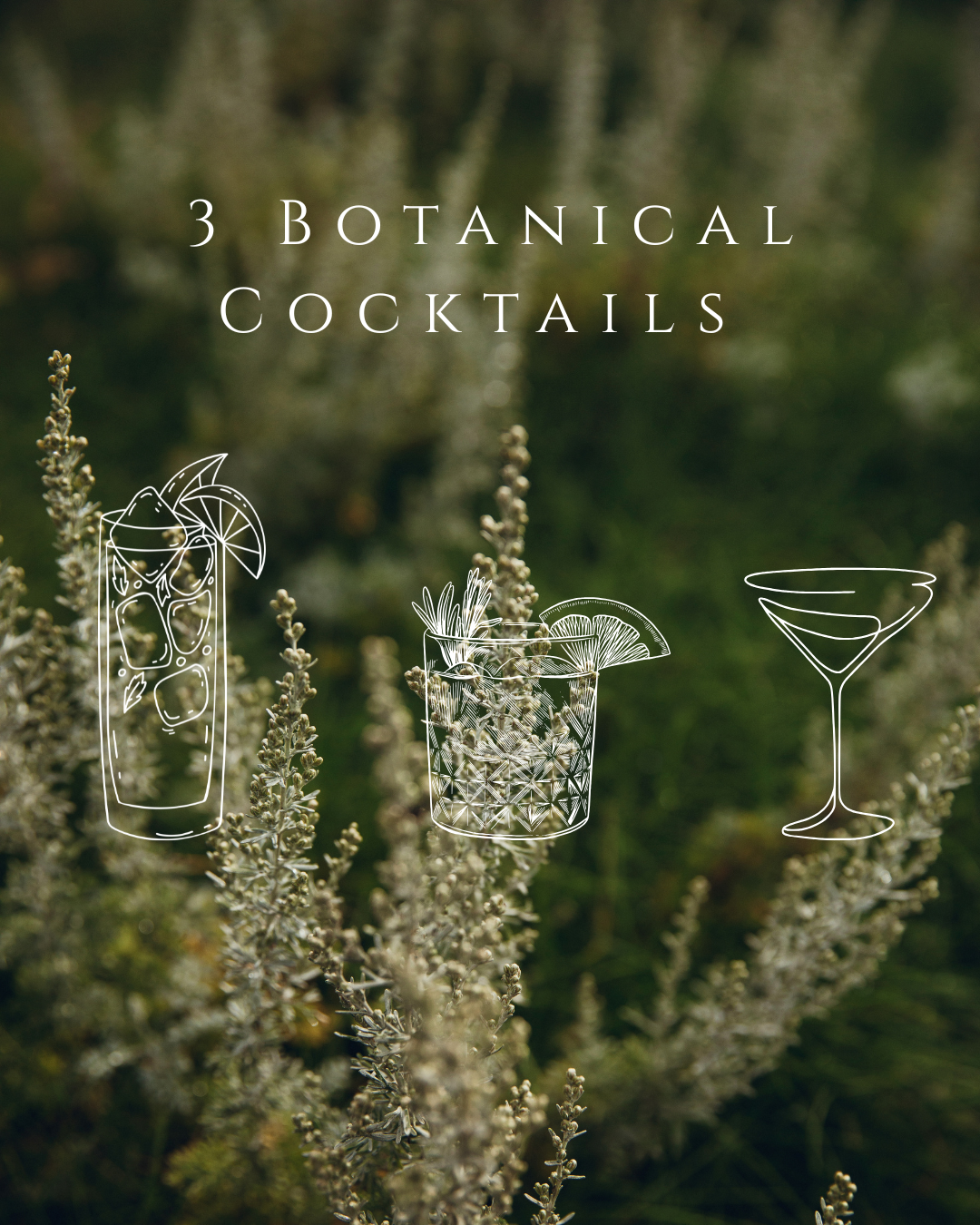 Still Wild Cocktail Experience at the Albion