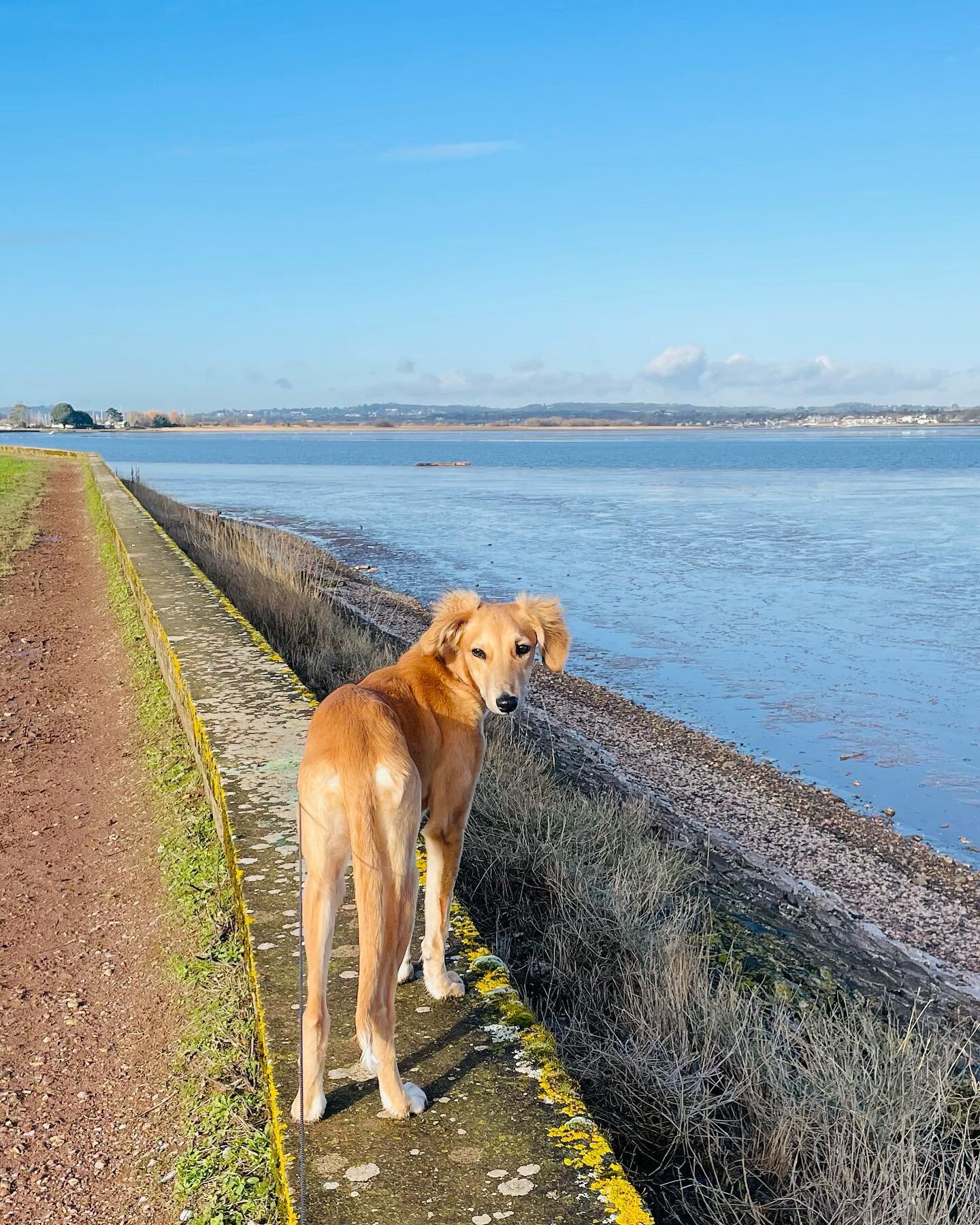 Dog Friendly Destination 🦮🐾

Located on the beautiful Exe Estuary, we are visited by a considerable number of walkers with their pooches. 

Your hounds are most welcome to sit with you in our Bistro; and when they&rsquo;ve been good, you can pick u