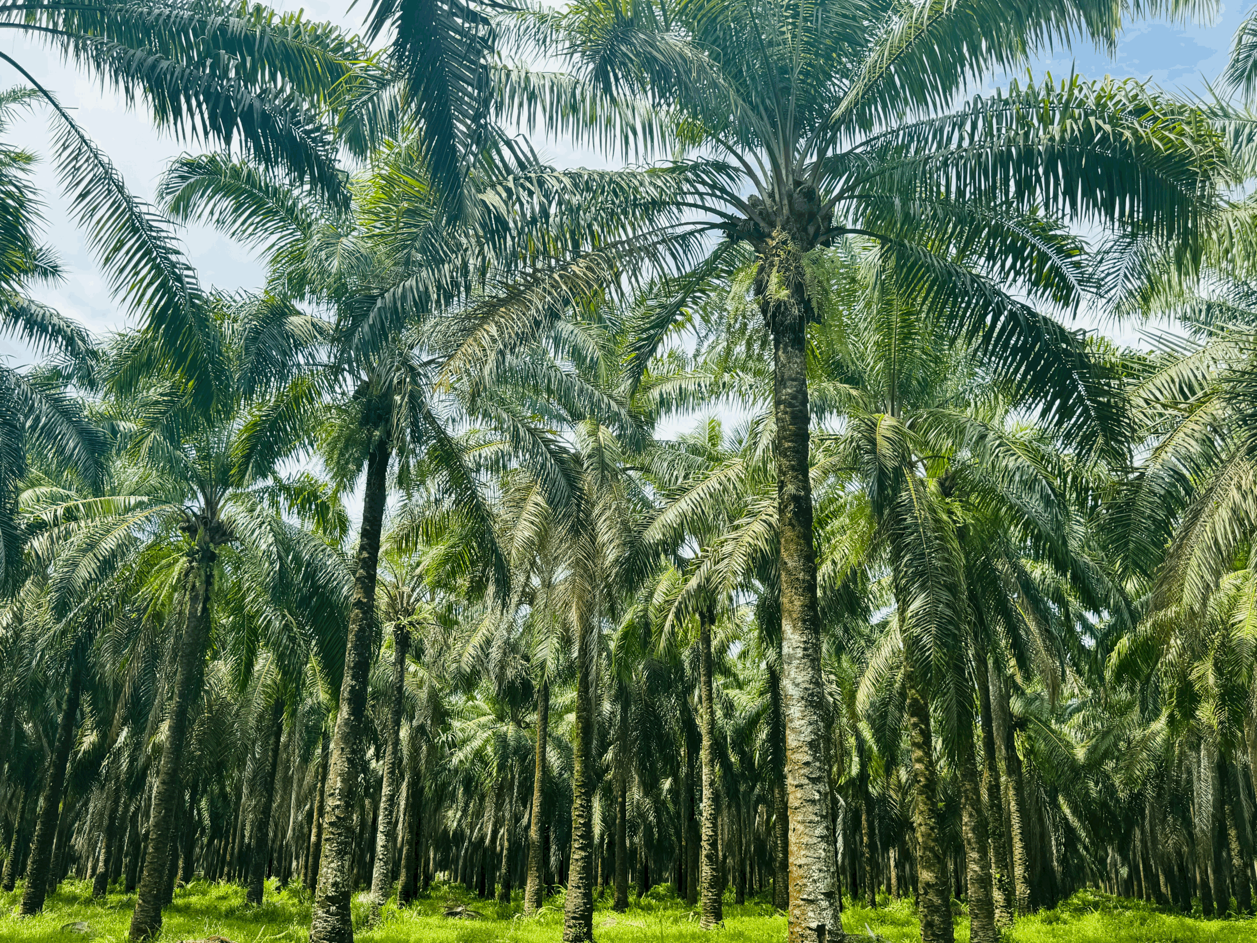 Notes from Costa Rica: Living Simply