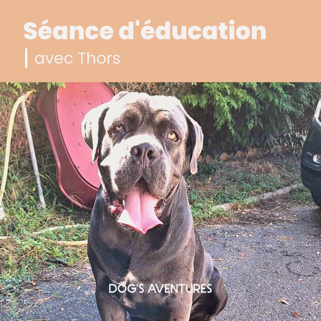 Bonsoir &agrave; tous 🙂

Thors suit des s&eacute;ances d'&eacute;ducation pour travailler le contact avec ses cong&eacute;n&egrave;res.
En effet, il n'en a jamais r&eacute;ellement rencontr&eacute; et ne sait donc pas se comporter face &agrave; eux 