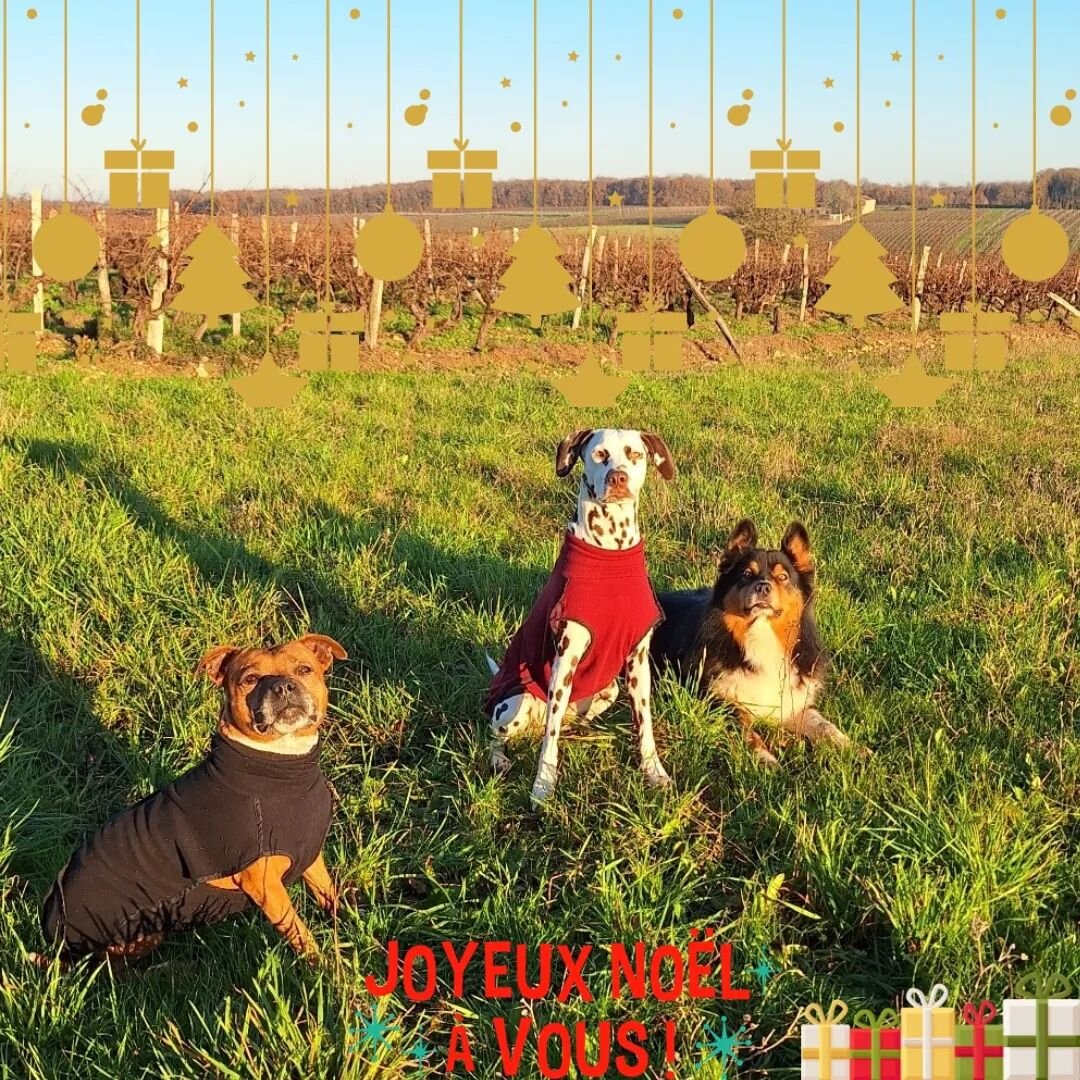 L'ann&eacute;e 2023 s'ach&egrave;ve et elle a &eacute;t&eacute; intense ! La perp&eacute;tuelle croissance de Dog's Aventures, les 1ers march&eacute;s, vous qui me faites de plus en plus confiance dans les diverses activit&eacute;s et... l'arriv&eacu