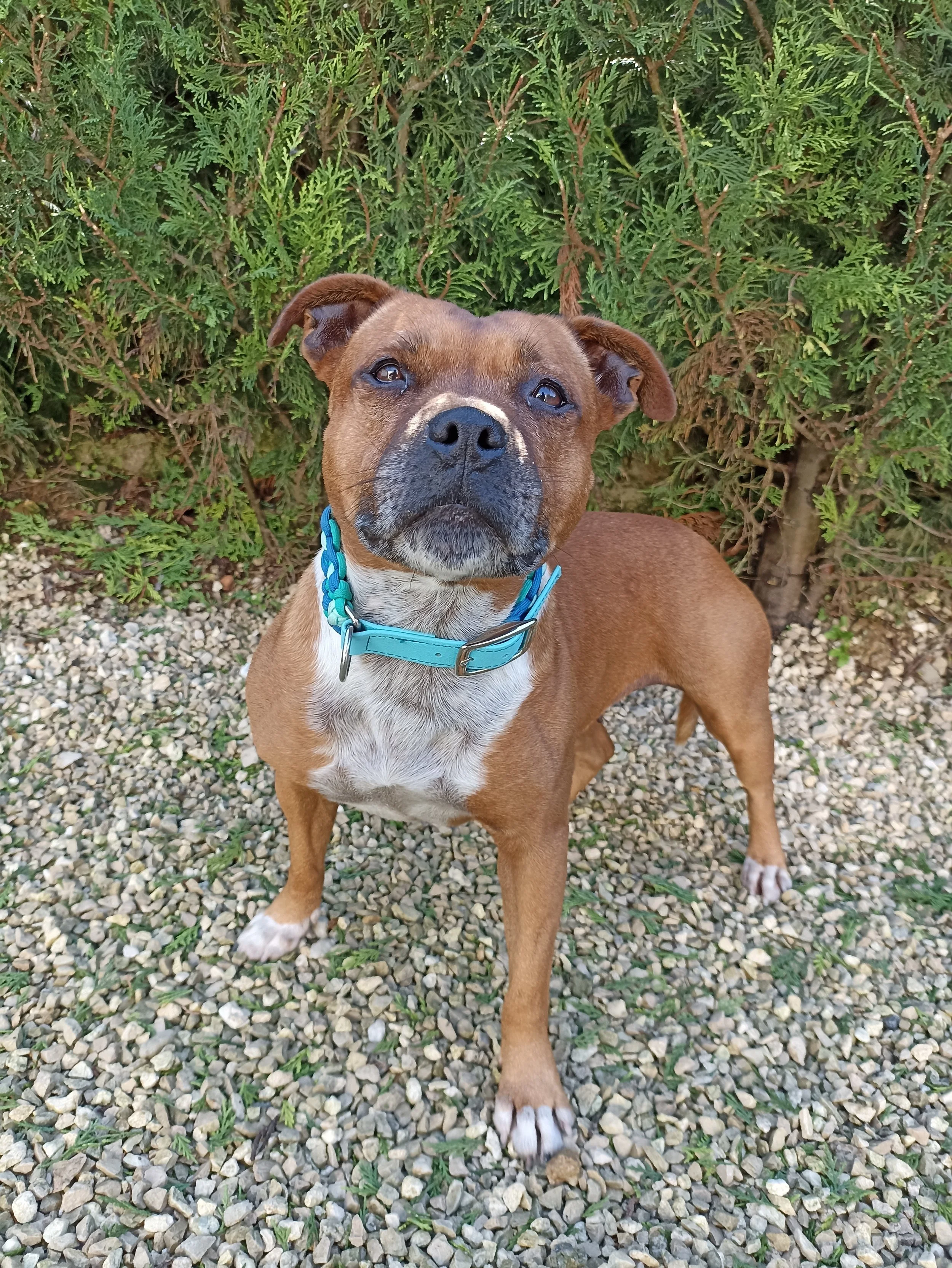 Dog'sAventures_BoutiqueAccessoiresPourChiens_ColliersPourChiens_Charente_Engouleme_CentreCanin3.jpg