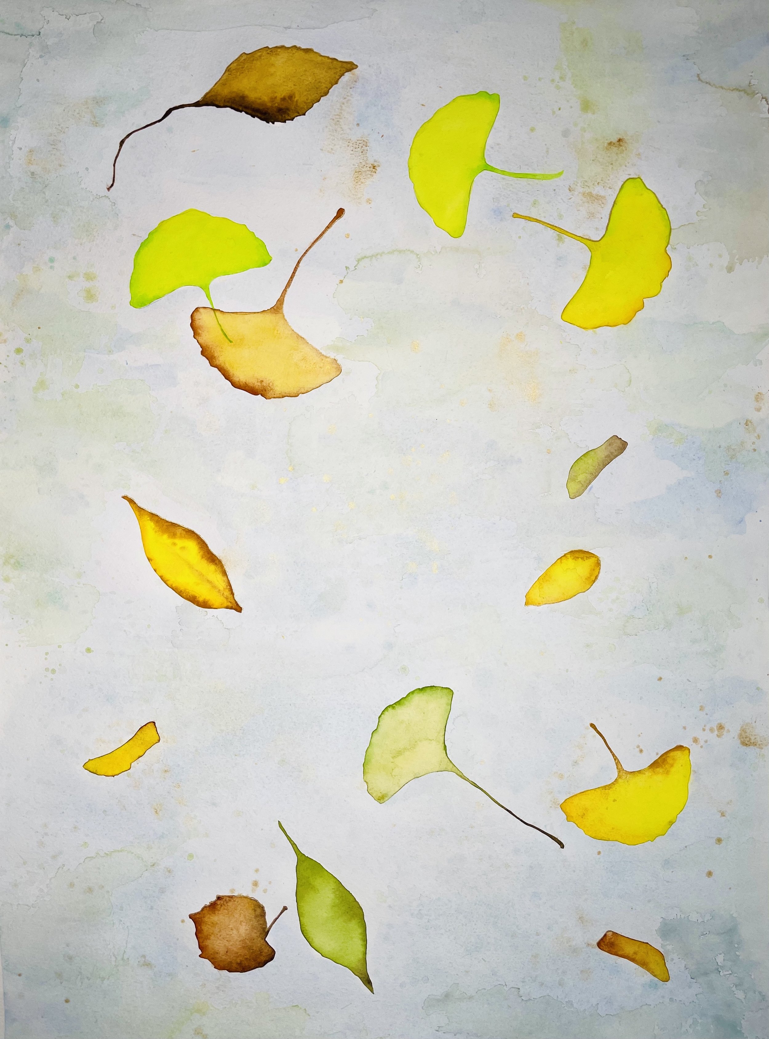 Falling Ginko Leaves
