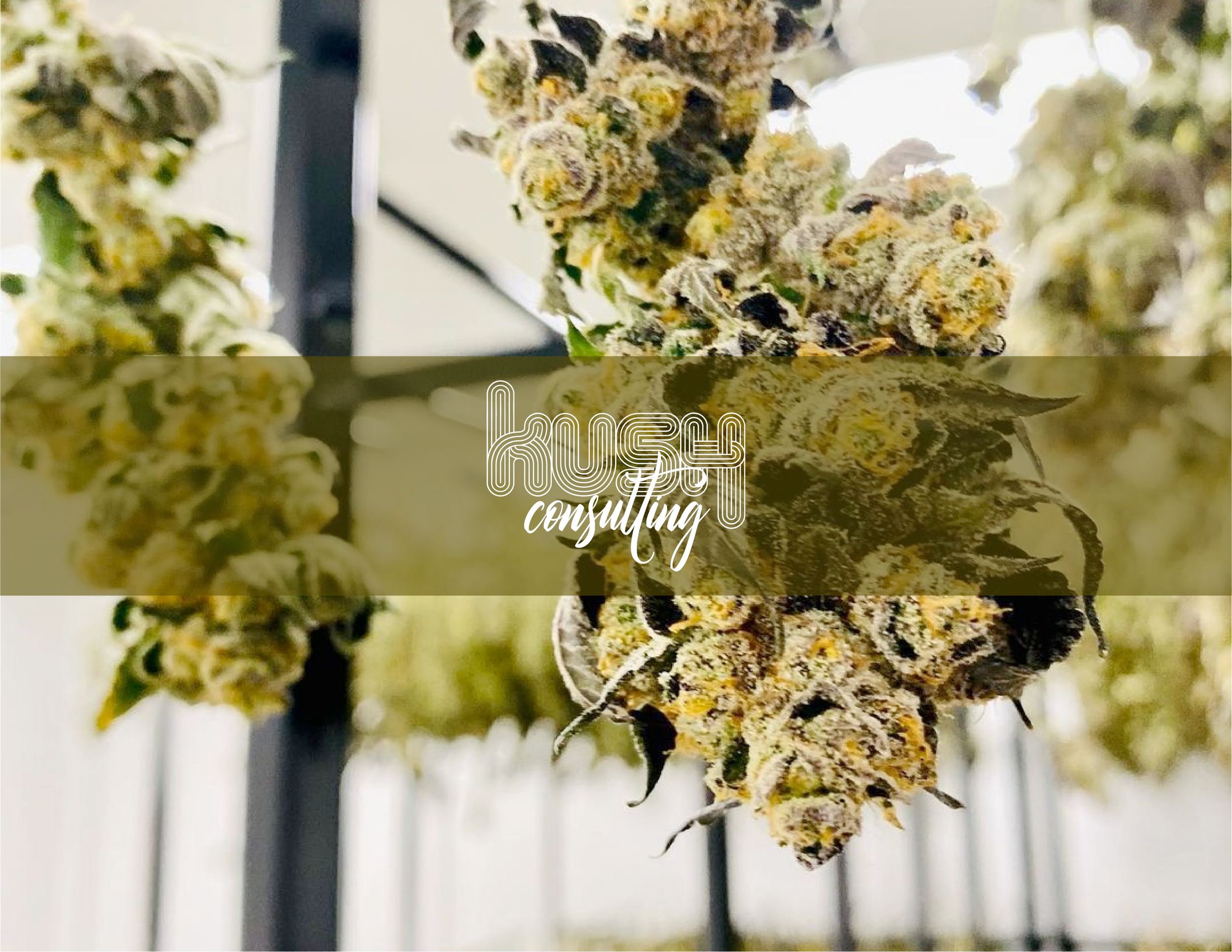 kush consulting web cover.png