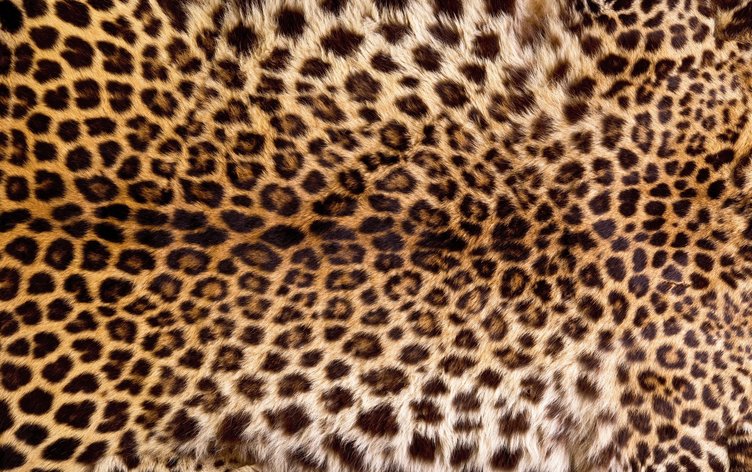 dc leopard.jpeg