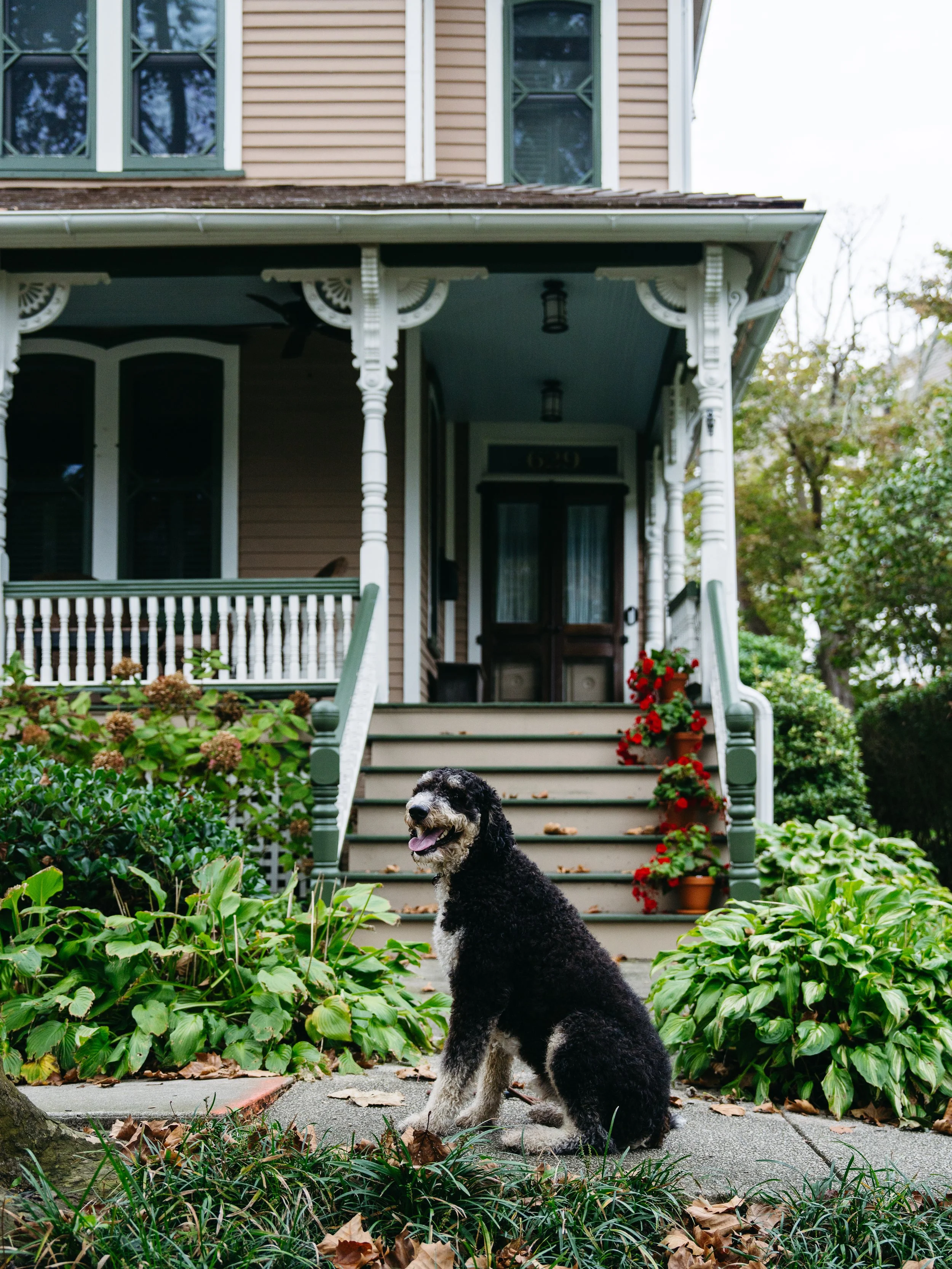 Dog-Friendly Cape May, NJ: Beaches, Dining, Parks &amp; Rentals