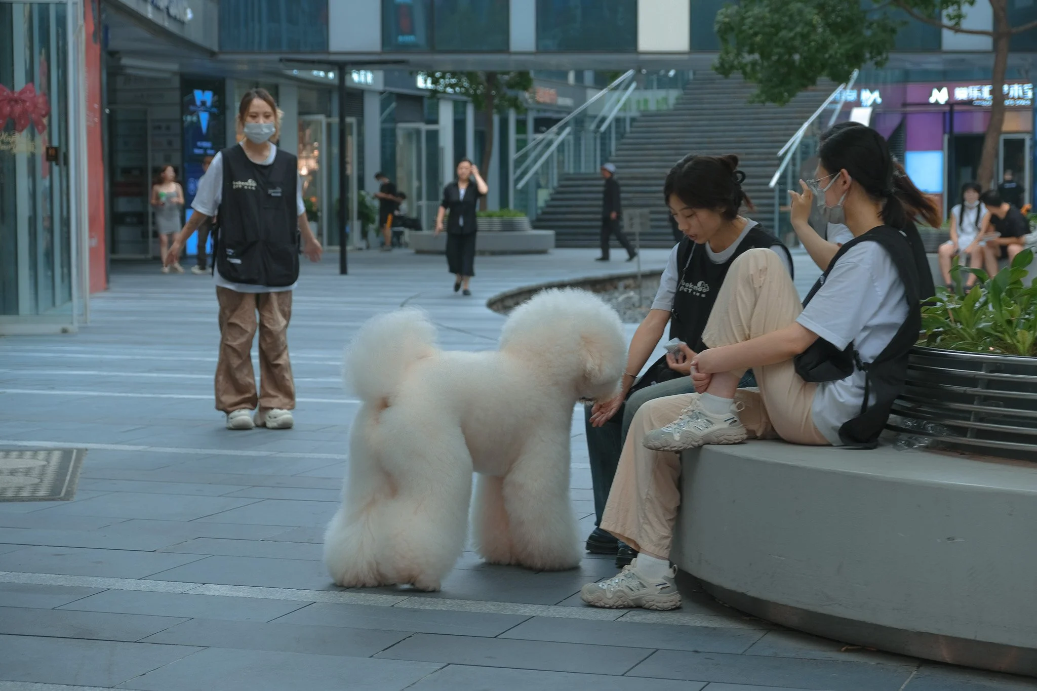 dog groomers