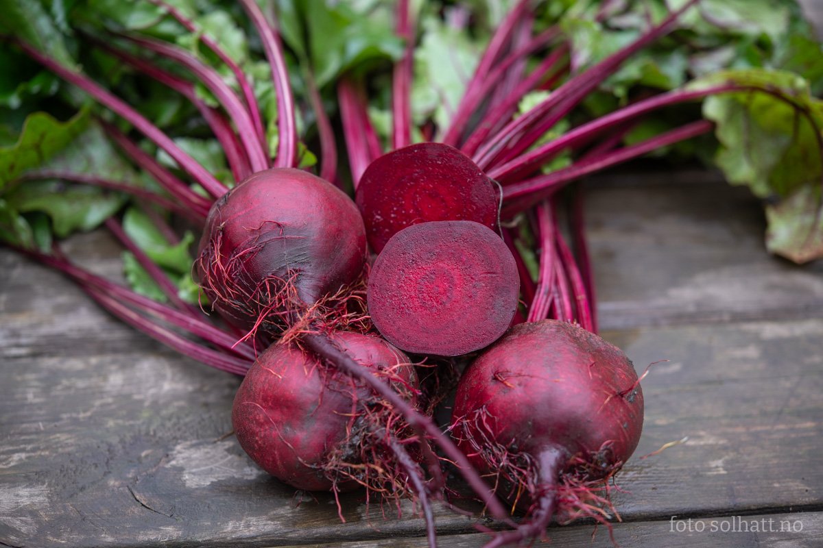 Red beets are just straight up gorgeous, everyone knows it. We bake them or grate them, and even use them in our tea blends and beer. They tolerate a lot of frost and store really well - for months - in sand (-y soil) or moist peat.