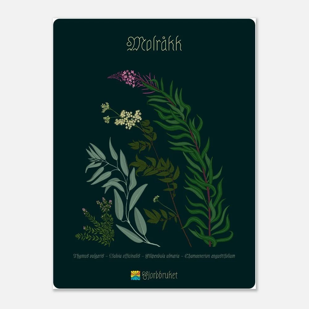 Molråkk