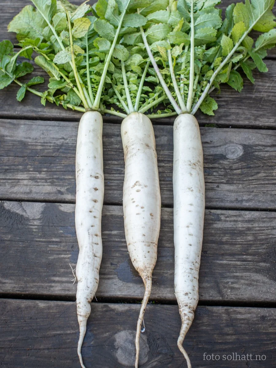 These huge fuckers are new to me, but wow! Instant crush! They don't need much and grow to be the size of huge cucumbers. They're crispy and juicy at the same time, and much milder than most radishes. They don't get soggy when cooked and are a lot mo