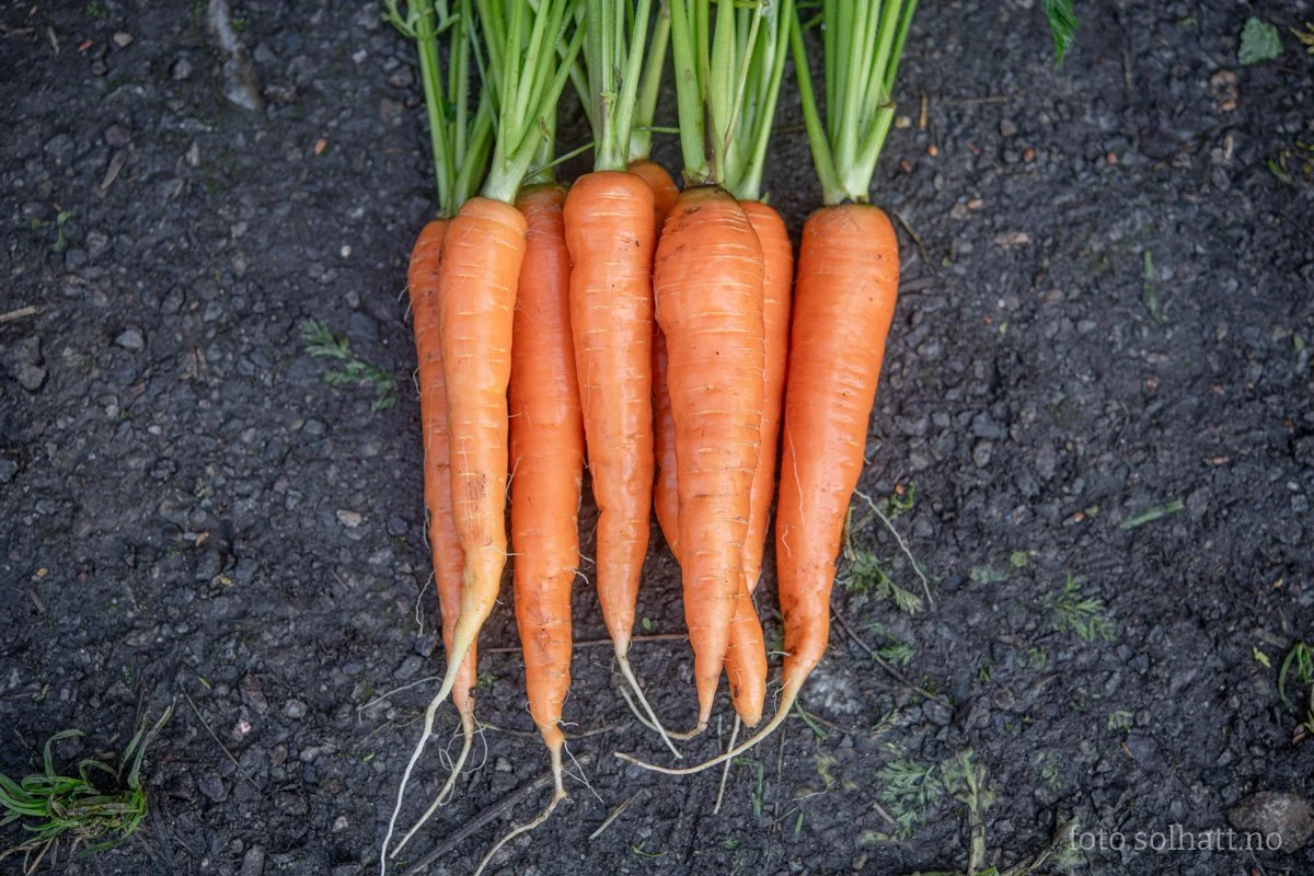 There's many types of carrots out there, but this one just grows so well in our climate! We've dug these up from under the snow in December, and they're so sweet and crunchy (especially after the first frost) !