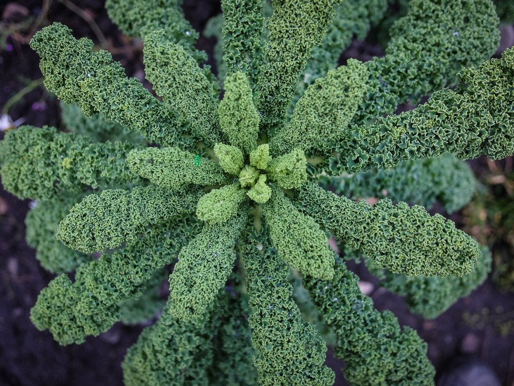 Kale is a tough one and can survive long and ice cold winters. The leaves even get better after a night of frost! Kale is packed(!) with nutrients and fiber, exactly what we need to stay healthy in the dark season of flu and sickness.