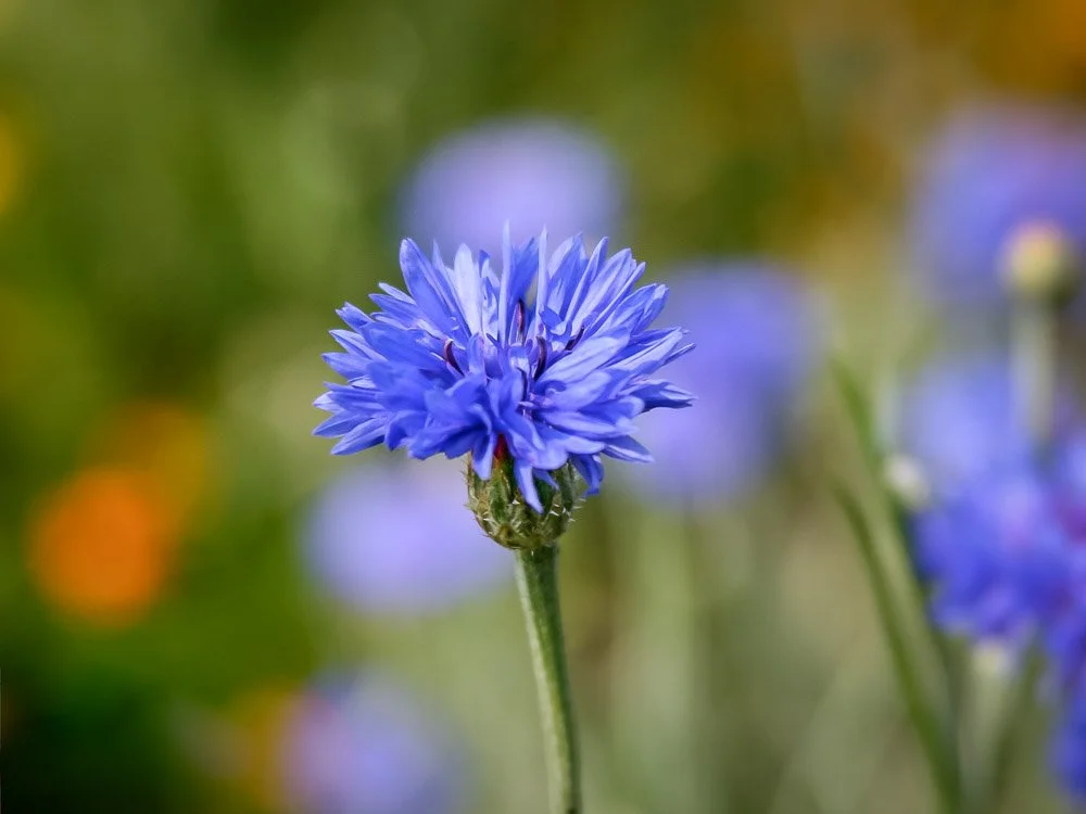 These blue Cornflowers make everybody happy! Sprinkle the petals on sweet or savory dishes for a dash of color - the mild flavor pairs with almost anything. And I promise you, this special blue hue is much more magical IRL.