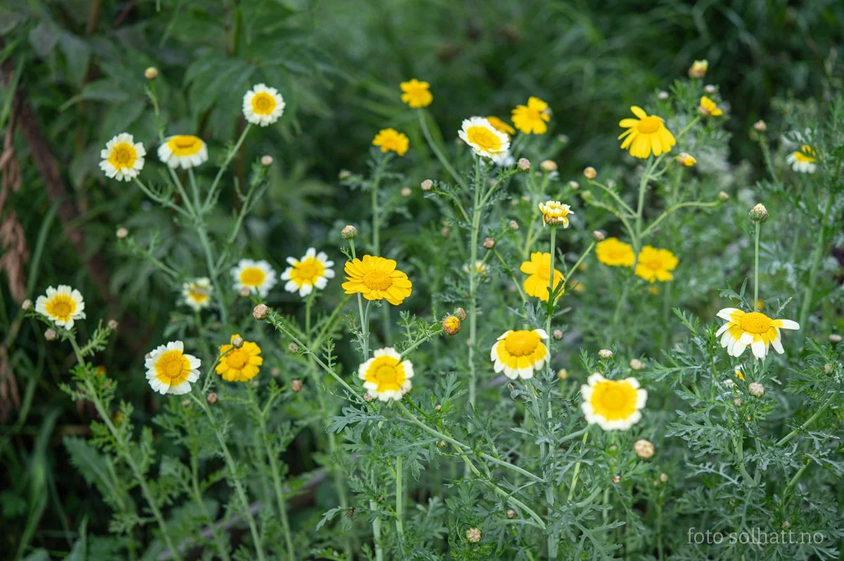 My friend Magnus once gifted me some unfamiliar Japanese seeds, which turned out to be these happy flowers! The first leaves are delicious in spring, and later on the flowers can be eaten too. 