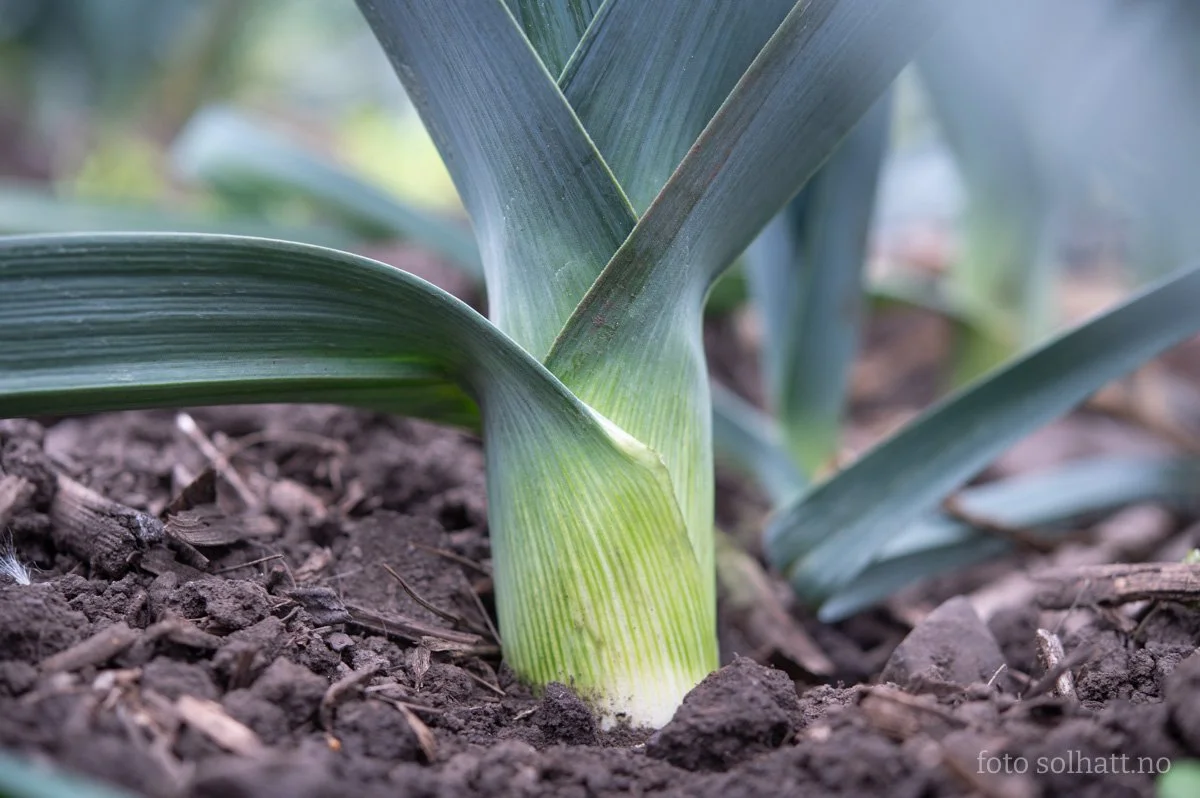Leeks stand proud and tall all winter, and start growing again in early spring. Harvest the biggest ones in the summer and leave the smaller ones to harvest the next spring. Or wait for summer again, and they will grow beauuutiful big flower-balls!