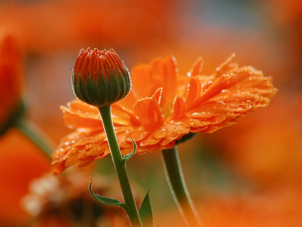 The Queen Herself: Calendula! They come in all colors, but this orange is the most magical hue I've ever seen. She lights up the garden and carries great health benefits.