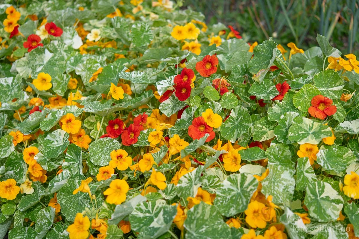 Lulu's favorite snack: Nasturtiums have gorgeous edible flowers that give a peppery kick to salads, sushi or Marit's green sauce. This variety has beautiful variegated leaves that taste just as delicious.