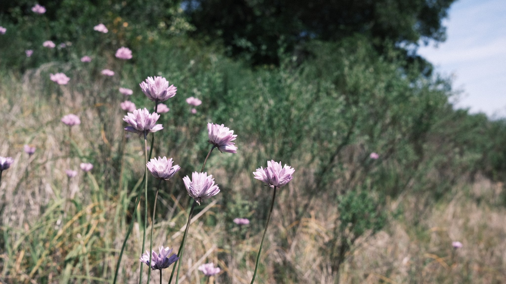 DSCF7112.jpg