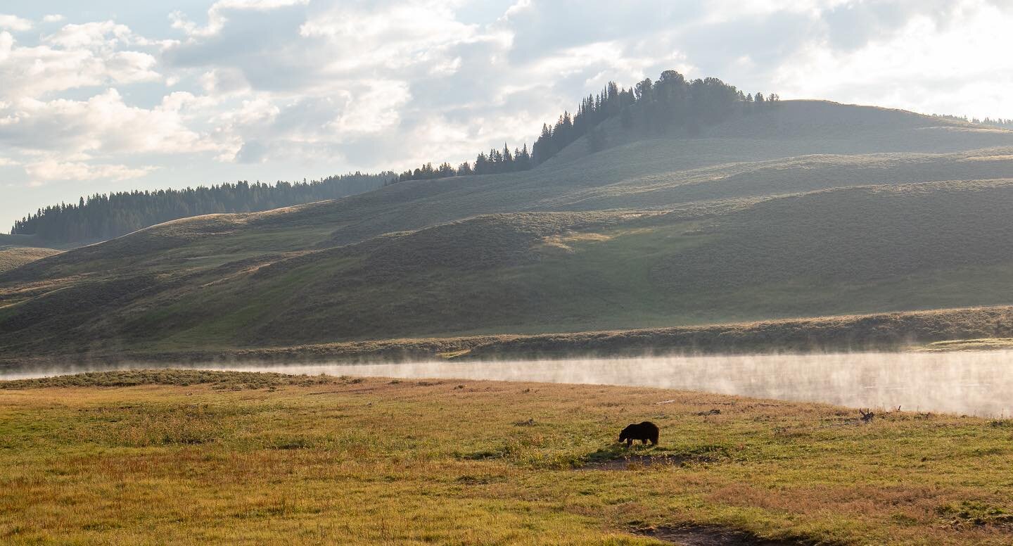 A grizzly in Hayden Valley, Yellowstone National Park. 

If you want to see wildlife, Yellowstone is one of the best places to see wolves, bear, elk, and so much more. 

#camperlife #truckcamper #adventure #explore  #meadowandlarkcamper #rvrentalvaca