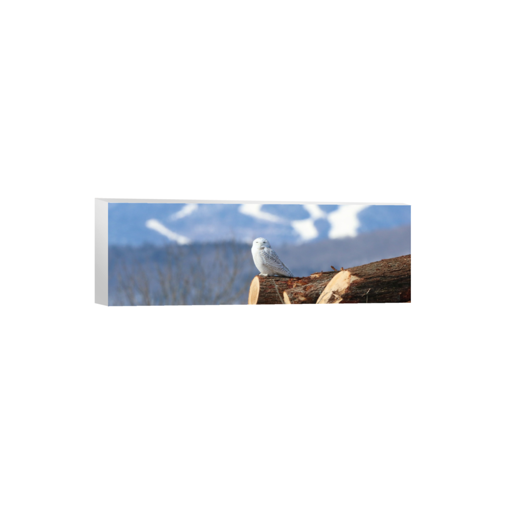 ptq_7_2_0_920_6000_2000_0_false_ffffff_0_0_.png